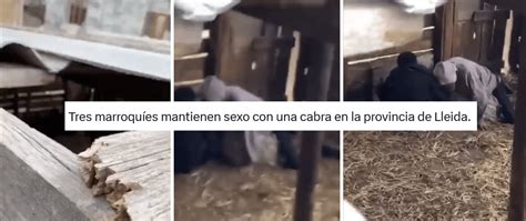 sexo con cabra|El vídeo de dos personas supuestamente teniendo sexo con una。